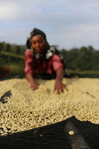 Ethiopian coffee farm background